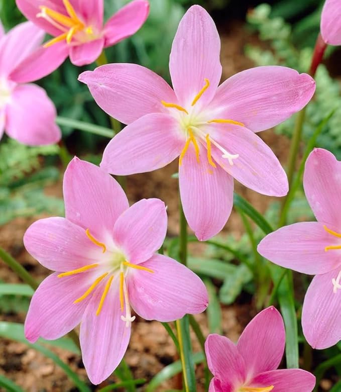 Zephyranthes Robustus Bulbs - Long Lasting Blooms, Perennial Rain Lily Bulk & Wholesale Bulbs for Planting | Easy to Grow and Low Maintenance (50 Pack)