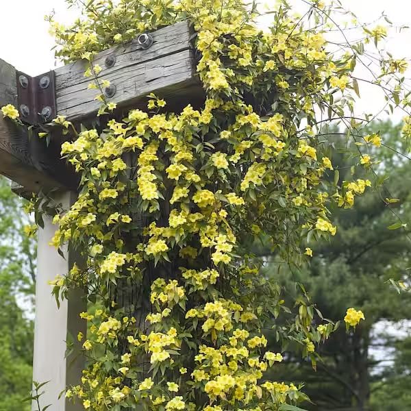 Carolina Jasmine Plant, Live Evergreen Vine, Fragrant Yellow Blooms, Fast Growing Climber for Trellis, Fences, or Arbors - Gelsemium sempervirens - 2 Cups