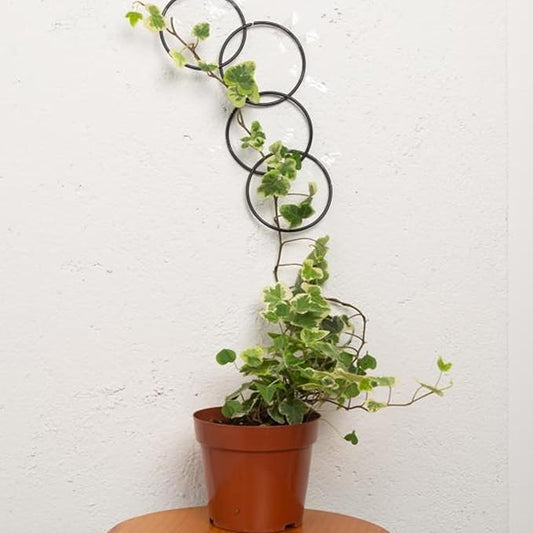 17PCS Metal Trellis for Climbing Plants Indoor/Outdoor - Pothos Plant Climber Support, Wall Trellis, Vine Plant Support, Garden Lattice for Climbing Plants - Small Indoor Hanging Trellis