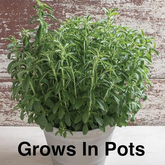Live Stevia rebaudiana Plants, Sweet Leaf or Sugar Leaf, Natural Sugar Substitute Herb, Easy to Grow (2 stevia Cups)