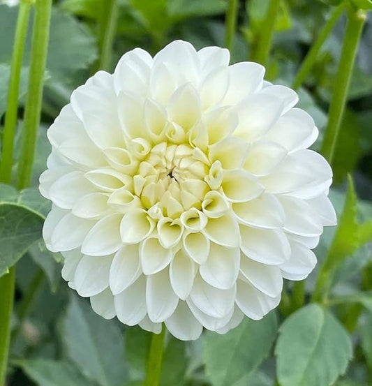 White Dinner Plate Dahlia Flower Bulbs for Planting | Easy to Grow and Maintain- Huge White Blooms (6 Pack)
