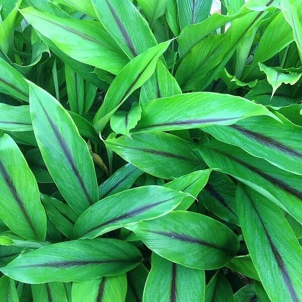 Premium Live Black Turmeric (Curcuma caesia) Plants - Rare Herbal Medicinal Plant, Perfect for Home Gardens (2 Black Turmeric Cups)