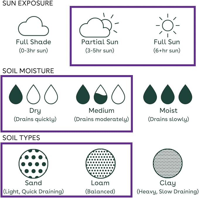 32 Live Outdoor Native Plants for Full Sun from My Home Park – Includes Aromatic Aster, Blue Mistflower, Lanceleaf Coreopsis, Mountain Mint & Purple Coneflower – Not Seeds – Easy to Grow Perennials
