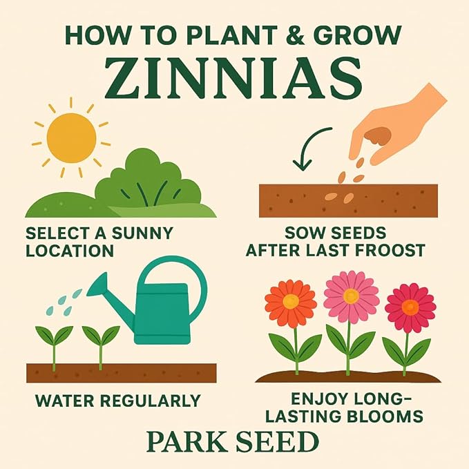 Park Seed Zinnia Flower Planting Seeds, Easy to Grow, Perfect for Spring Garden, Zinderella Red, Pack of 25