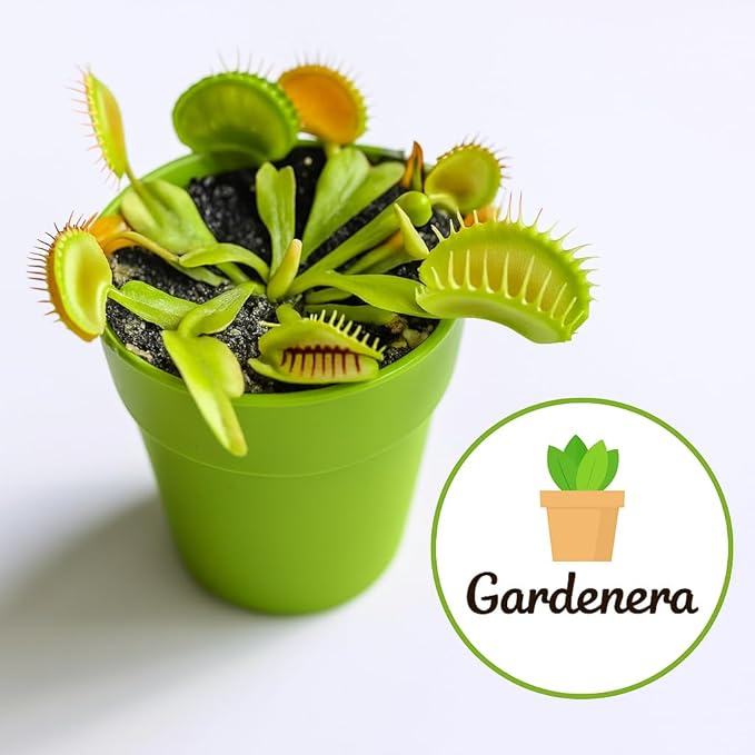 Professional Carnivorous Plant Soil - Ready to Use for Venus Flytraps, Sundews, Pitcher Plants, Butterworts | Peat Moss, Coco Coir, Perlite - 5 Quart Bag