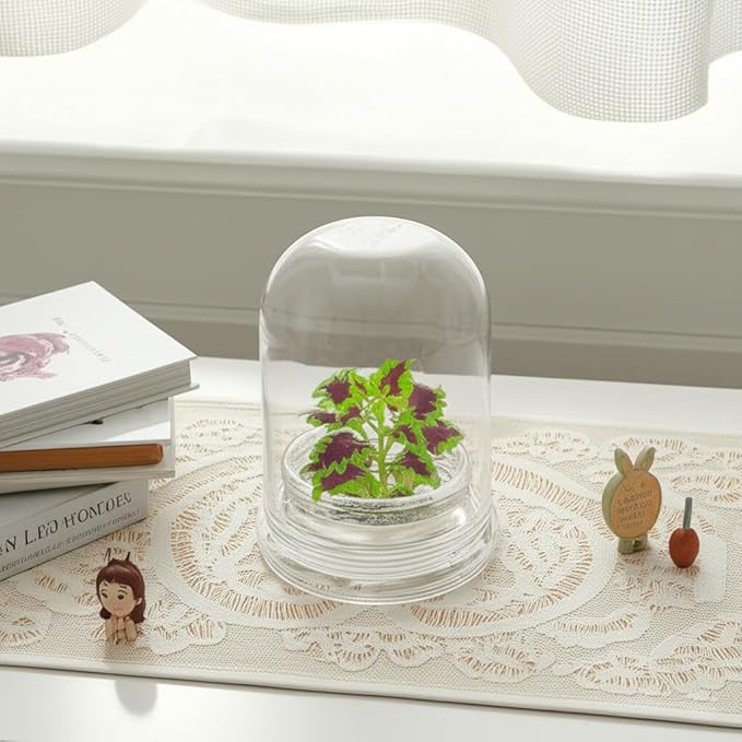 Rainbow Floral Terrarium - Self Grow, Maintenance Free -Coleus - 4" Dome