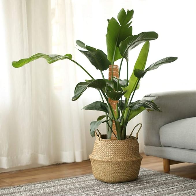 Joyhalo Moss Pole Monstera Plant Support, 6 Pcs 15.7 and 12 Inch Moss Stick for Potted Plants, Plant Pole with 65 Feet Garden Twist Tie