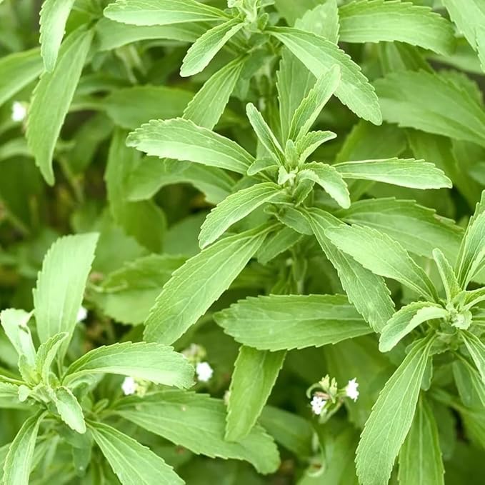 Live Stevia rebaudiana Plants, Sweet Leaf or Sugar Leaf, Natural Sugar Substitute Herb, Easy to Grow (2 stevia Cups)