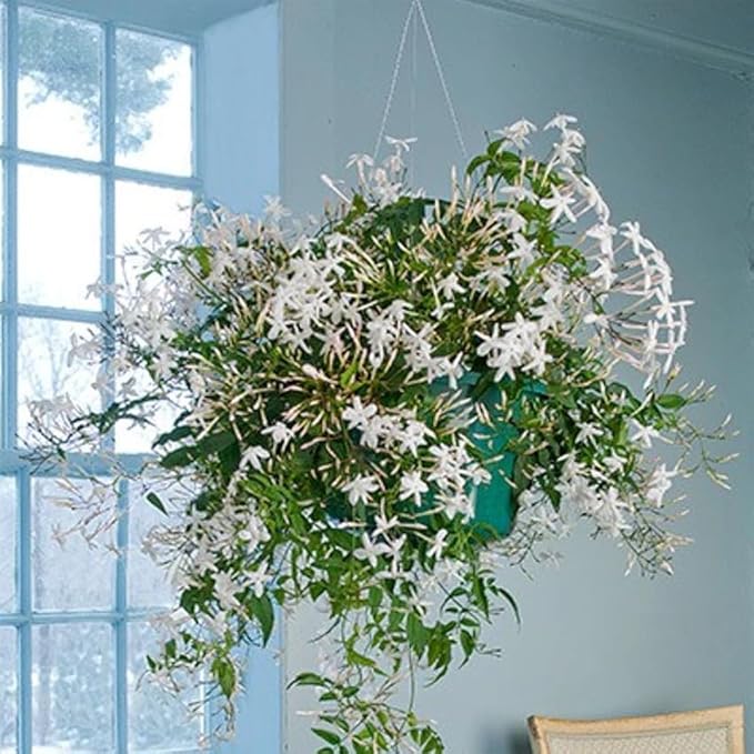 Night Blooming Jasmine Live Plant - Cestrum Nocturnum. Fragrant Flowering Shrub for Garden, Patio or Window (2 ngt.jas Cups)
