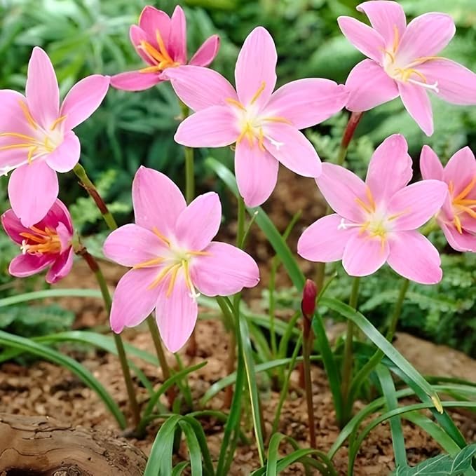 Zephyranthes Robustus Bulbs - Long Lasting Blooms, Perennial Rain Lily Bulk & Wholesale Bulbs for Planting | Easy to Grow and Low Maintenance (6 Pack)