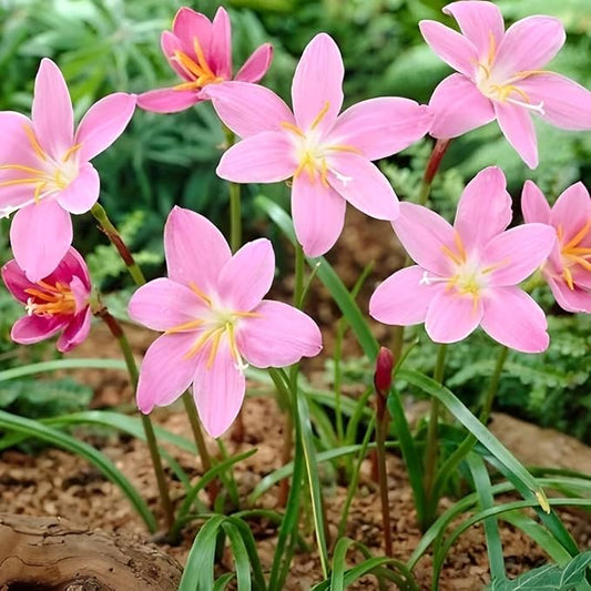 Zephyranthes Robustus Bulbs - Long Lasting Blooms, Perennial Rain Lily Bulk & Wholesale Bulbs for Planting | Easy to Grow and Low Maintenance (6 Pack)
