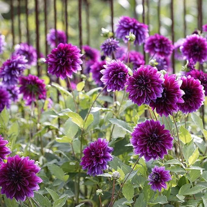 Thomas Edison Dahlia Bulbs | Perennial, Large Blooms, Dahlia Flowering Bulbs for Planting - Huge Purple Blooms - Easy to Grow, Perfect for Cut (1 Pack)