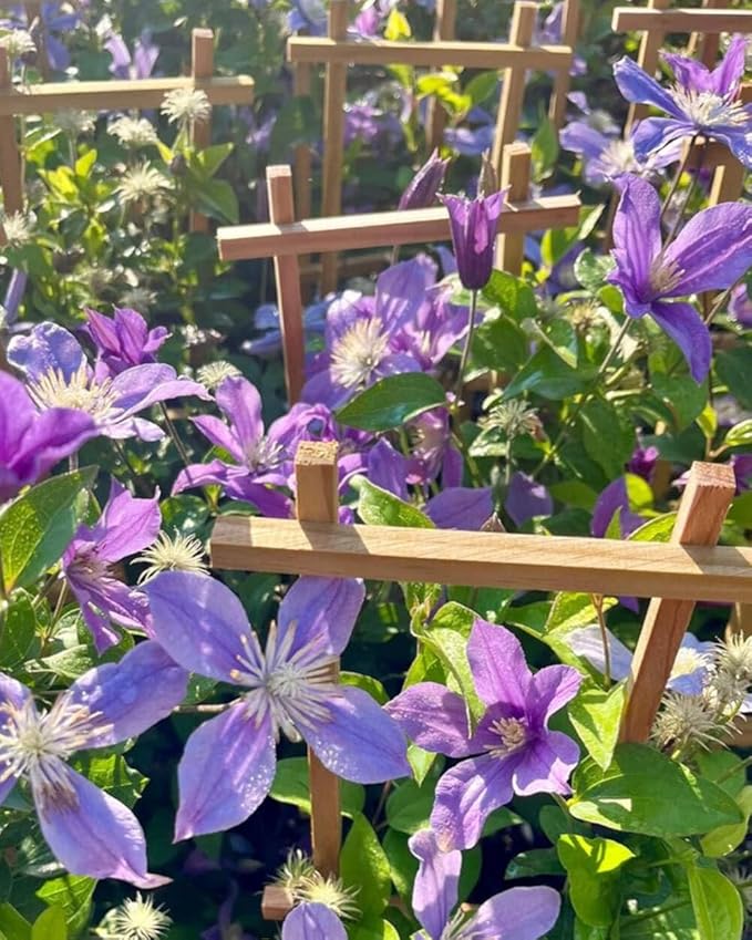 Perennial Farm Clematis 'Arabella' Hybrid – Live Flowering Vine in 4 Quart Container, Violet-Blue Bell-Shaped Blooms, Long Blooming, Non-Clinging Climber, Ideal for Trellises, Arches & Containers