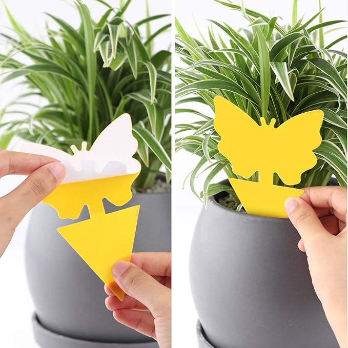 Garsum Fruit Fly Sticky Trap for Indoor and Outdoor, 36 Pack Fungus Gnat Killer for Houseplant,Mosquitos, Flying Insect, White Flies