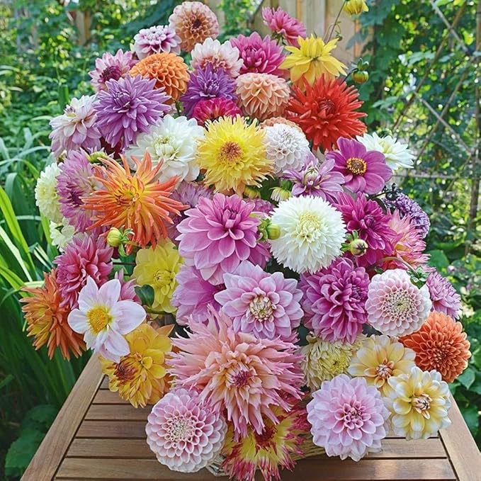 Dahlia Mix Bulbs - Attracts pollinators, Long Lasting Blooms - Mixed Dahlia Flower Bulbs for Stunning Garden Display | Low-Maintenance and Easy to Grow (12 Pack)