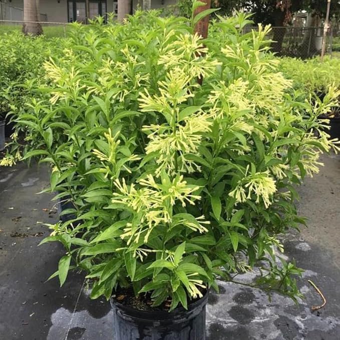 Night Blooming Jasmine Live Plant - Cestrum Nocturnum. Fragrant Flowering Shrub for Garden, Patio or Window (2 ngt.jas Cups)