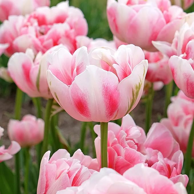 Finola Double Late Tulip Bulbs (10-Pack) Peony-Like Pink & White Blooms for Fall – Long- Lasting & Hardy