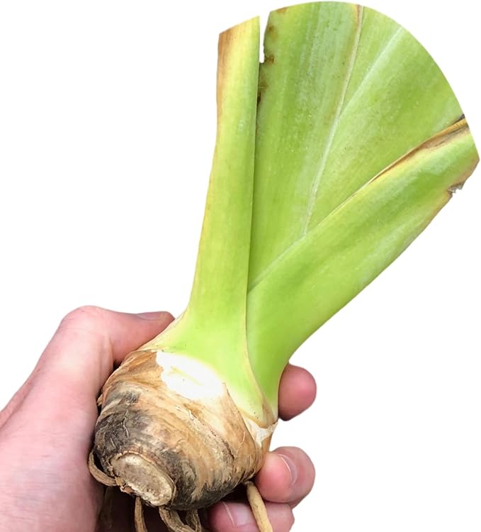 Easy to Grow Bearded Iris Wine Festival - 9 Plant Bulbs Rhizomes, Bright Purple & White Flowers in Spring to Fall, Full Sun Low Maintenance