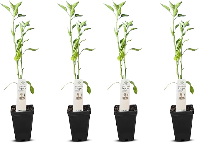 Premium Black Cobra Pepper (Capsicum Annuum) - Rare & Exotic Hot Chili Pepper, Perfect for Home Gardening and Gourmet Cooking (4 bkcbr pep Cups)