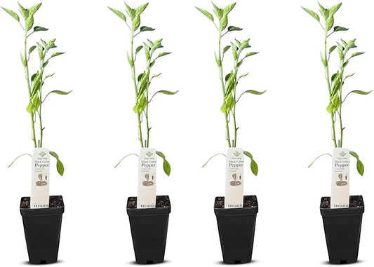Premium Black Cobra Pepper (Capsicum Annuum) - Rare & Exotic Hot Chili Pepper, Perfect for Home Gardening and Gourmet Cooking (4 bkcbr pep Cups)