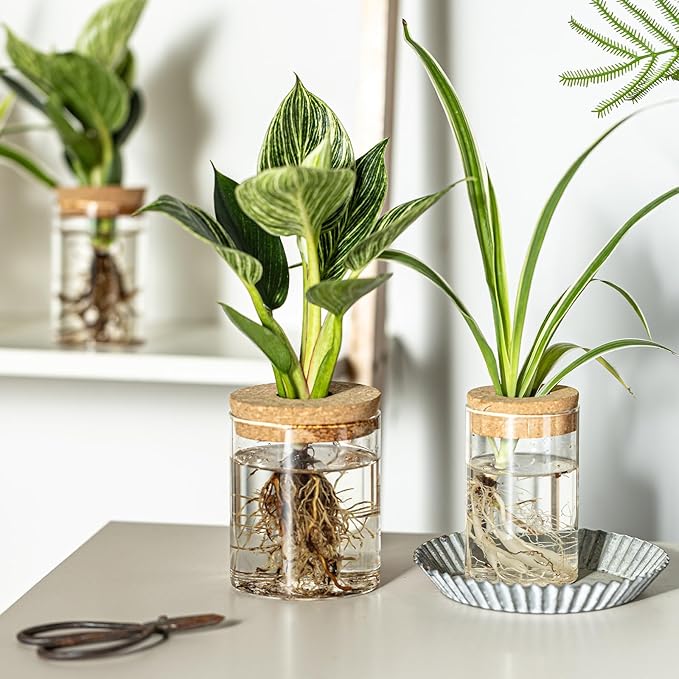 Glass Propagation Stations for Plants -Desktop Flower Vases,Propagation Flower Vases Set – 2 Sizes Planter Propagated Jars,for Plant Cuttings,for Living Room, Bedroom Decoration,Home,Office Decor(4)