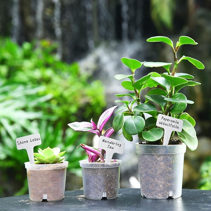 3.5 Inch Clear Nursery Pots, Transparent Plastic Plant Pots with Drain Holes, Seed Germination Starting Planter Container with 20 Plant Labels for Flowers Vegetable Seedlings 60 Pcs