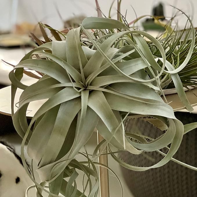 Live Air Plant - Tillandsia Xerographica, Jumbo 6-9” - 2 ct - Ideal for Gifts & Presents, Live Indoor Plants & Live House-Plants – Live Plants for Home décor