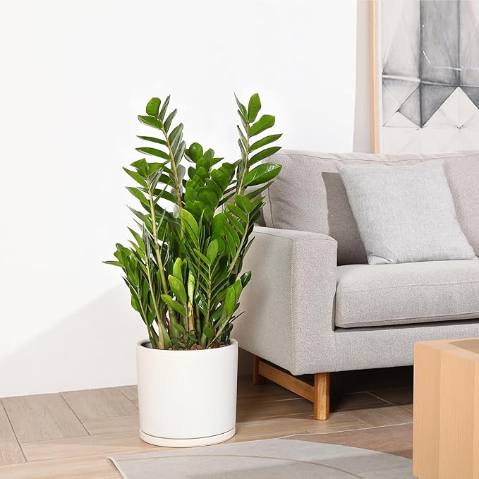 Kazeila 12 Inches Ceramic Planter Pot - Saucer and Drainage Hole - Full Glazed - Matte White