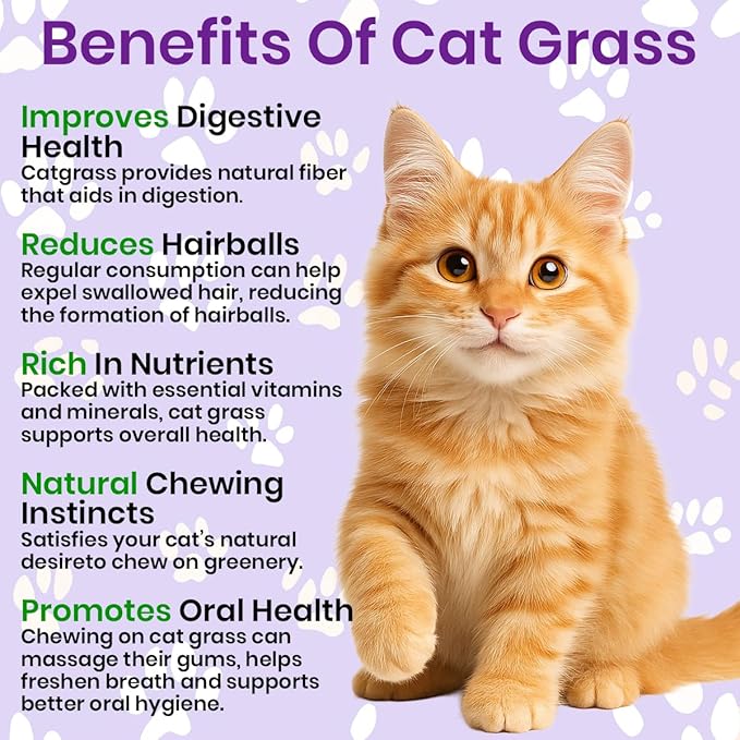 NatureZ Edge Premium Cat Grass Seeds for Indoor Cats, Non GMO - 1/2 lb Oat, Wheat, Barley & Rye Grass for Indoor Cats, Cat Plant, Kitty Lawn, Pet Grass, Hierba para Gatos, Made in USA