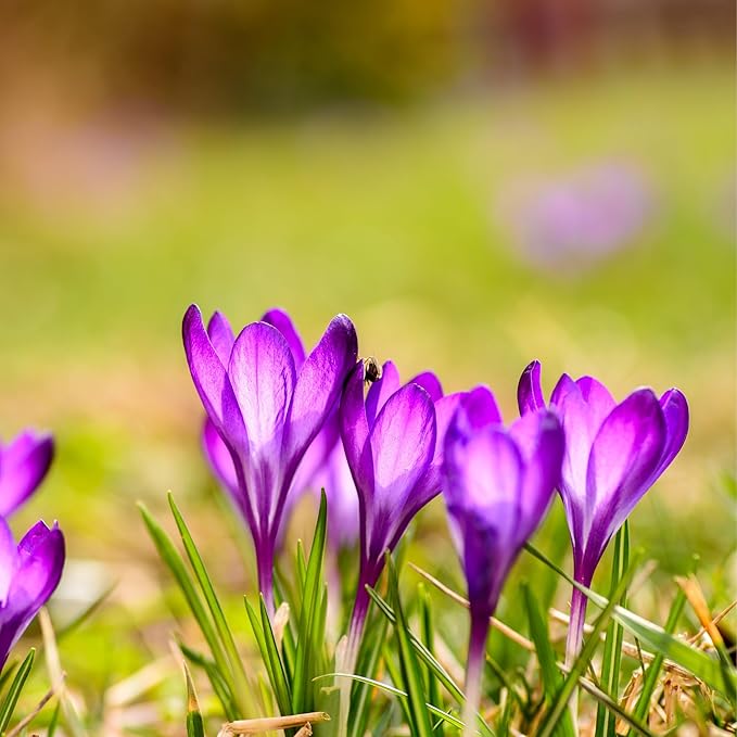 Saffron Crocus Flower Bulbs - Huge Bulbs, 9/10cm Each! Grow The World's Most Expensive Spice - Saffron Bulbs - Crocus Sativus (20)