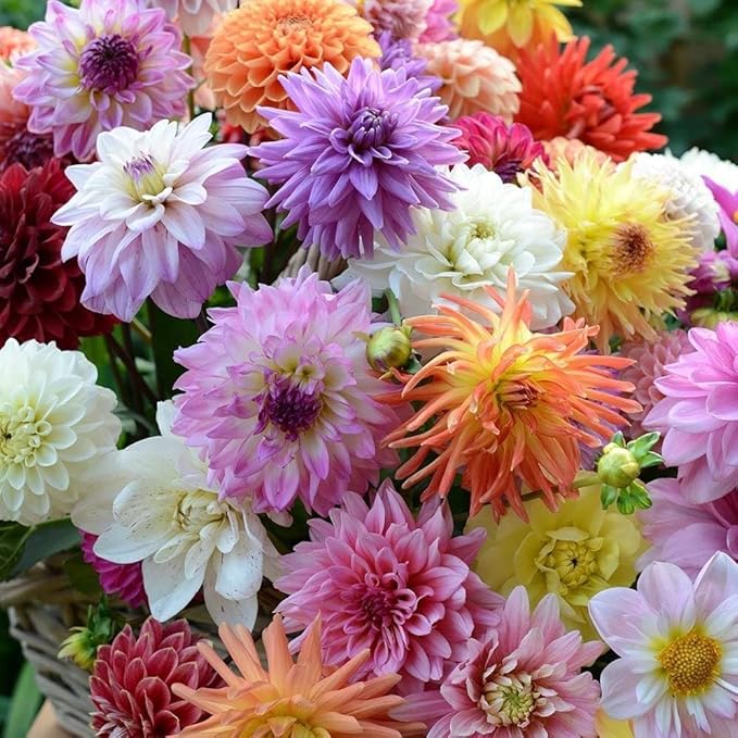 Dahlia Mix Bulbs - Attracts pollinators, Long Lasting Blooms - Mixed Dahlia Flower Bulbs for Stunning Garden Display | Low-Maintenance and Easy to Grow (12 Pack)