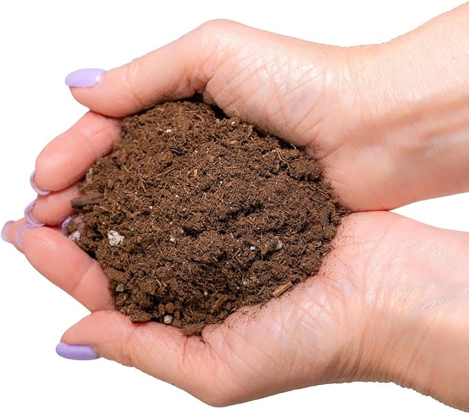 Money Tree Potting Soil Mix for Planting or Repotting Guiana Chestnut, Soil Blended to Properly Grow Money Tree Plants (4 Quart Bag)