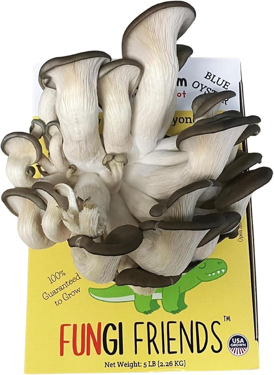 1 Humidity Tent Bundle + 1 FUNGI FRIENDS Blue Oyster Mushroom Grow Kit (5 lbs) | Mushasaurus | Beginner-Friendly & Easy to Use | Handmade in USA