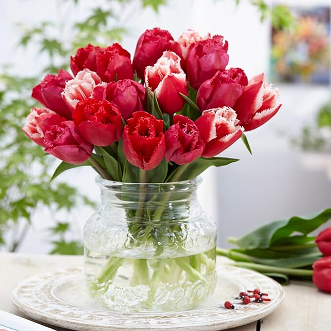 Garden State Bulb Triumph Candy Cane Mix Tulip Flower Bulbs, 12/+ cm, Fall Planting (Bag of 25)