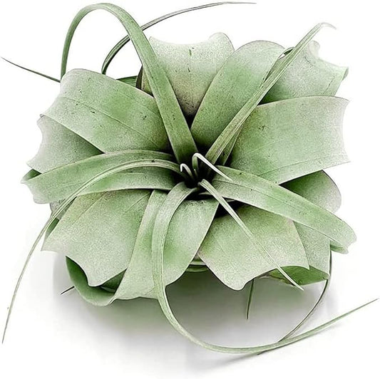 Air Plants - Tillandsia Xerographica, Regular 3-5” - 1ct - Live Arrival Gauranteed - House Plants for Home Decor & Gift