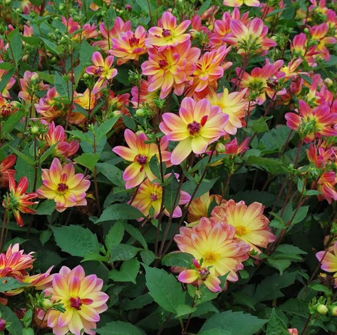 Pacific Ocean Dahlia Roots- Beautiful Flowering Dahlia Bulbs - Long Period Blooming Dahlia Roots - Easy to Grow (4 Pack)