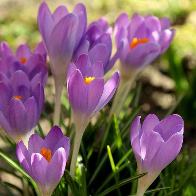 Saffron Crocus Flower Bulbs - Huge Bulbs, 9/10cm Each! Grow The World's Most Expensive Spice - Saffron Bulbs - Crocus Sativus (20)