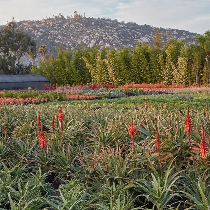 Coral Aloe Plants (Aloe striata) - Live Succulent with Striking Pink Edges and Smooth, Flat Leaves for Indoor/Outdoor Gardening (2 Coral Aloe sacs)