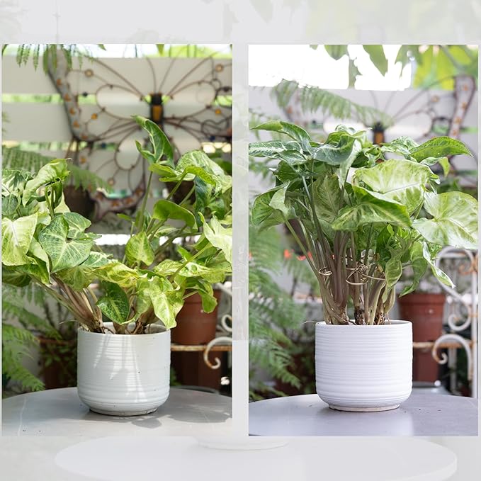 5PCS Plant Stem Support - Durable 5pcs Iron Grapple Holder for Monstera & Climbing Plants, Unique Design for Optimal Growth, Bamboo Clamp Set for Leaf Stabilization and Support (Gold)
