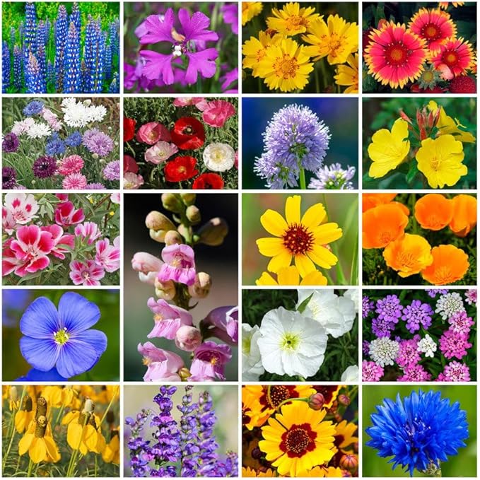 Park Seed Grow Your Own Vibrant Annual and Perennial Wildflower Garden Seeds Mixture, Easy to Grow Varieties for Pollinators and Spring Gardens - Western Regional Mix, 1 lb