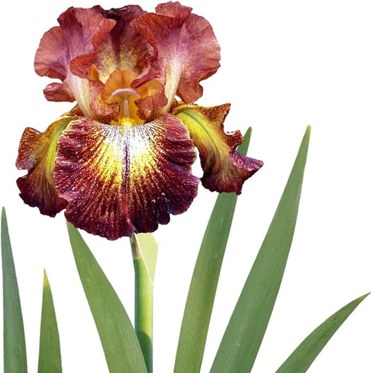 Easy to Grow Bearded Iris Paprika Fono - 3 Plant Bulbs Rhizomes, Burgundy Red & Yellow Flowers in Spring to Fall, Full Sun Low Maintenance