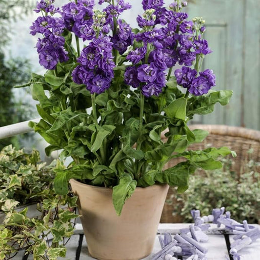 Outsidepride Ten Week Blue Mattiola Stock Seeds - 1000 Pcs Annual Flower Seeds for Planting with Fragrant Blooms That Attract Pollinators, Compact Growth, for Cut Flower Arrangements & Containers