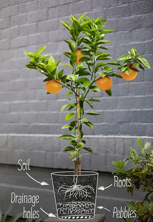 Fiddle Leaf Fig Soil Mix - 20 Quart - Premium Blend of Peat Moss, New Zealand Bark, Coco Chips, and Perlite for All Purpose Planting - 4 Bags of 5 Quart