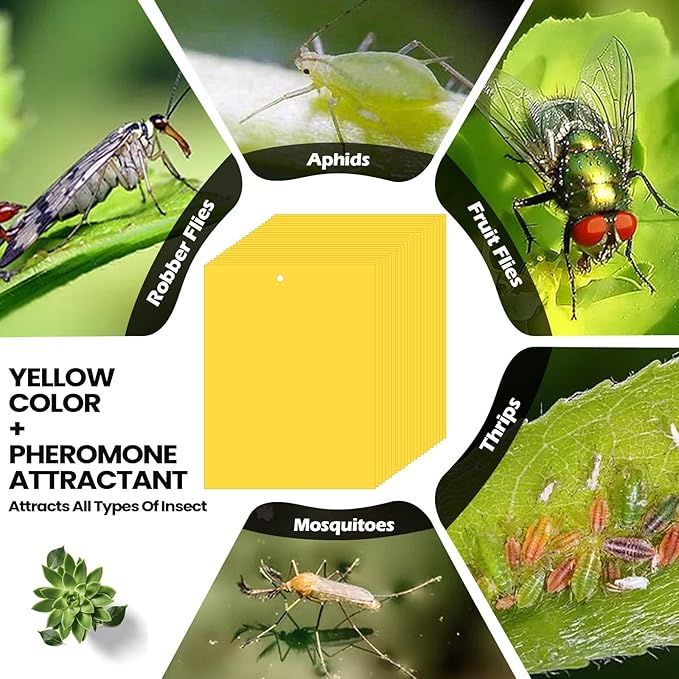 Qualirey 200 Pcs 6 x 8 Inch Sticky Traps for Gnats Dual Sided Fruit Fly Sticky Traps for Indoor and Outdoor Plant with Twist Ties and Plastic Holders for Flying Plant Insect, Fungus Gnats (Yellow)
