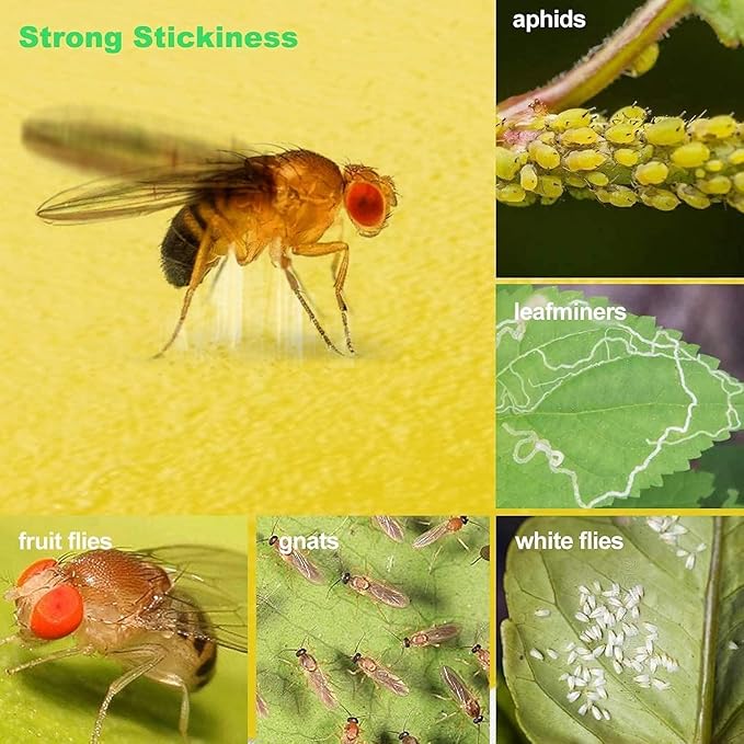64 Pcs Sticky Trapz for gnat, Yellow Stick Traps for Plants, Fungus gnat Traps Double Side with Shovel, Indoor Safe for Gnat, Fruit Fly, White Fly, Aphid, Leaf Miner