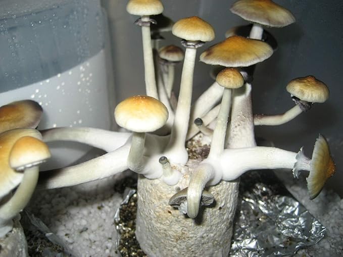 12 Jars Mushroom Growing Kit Ultimate Fast Automated Cultivation Equipment