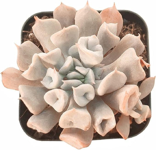 2" Rare Succulent Echeveria Trumpet Pinky, Live Succulents Plants Fully Rooted in Grower Pots, Unique Gift for Wedding Favor, Party Favor