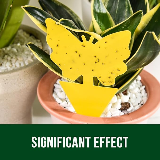 Garsum 36 Pack Fruit Fly Trap Yellow Sticky Fungus Gnat Killer for Indoor and Outdoor Plant Insect Catcher for White Flies,Mosquitos,Fungus Gnats,Flying Insects