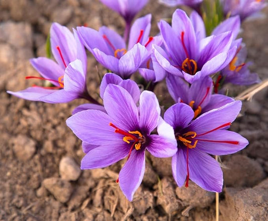 Saffron Crocus Bulbs - Grow Saffron Spice - Very Rare, Easy to Grow Perennial (5 Bulbs)