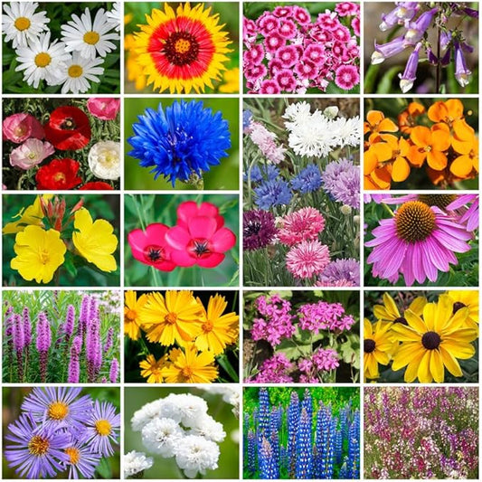 Park Seed Grow Your Own Vibrant Annual and Perennial Wildflower Garden Seeds Mixture, Easy to Grow Varieties for Pollinators and Spring Gardens - Northeast Regional Mix, 1/4 lb